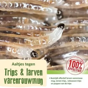 Snelle Levering ECOstyle Aaltjes (F) Bestrijdingsmiddel Tegen Trips Larven - 10m²