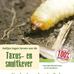 ECOstyle Aaltjes (H) Bestrijdingsmiddel Tegen Taxus Snuitkever Larven - 500m² Superprijs