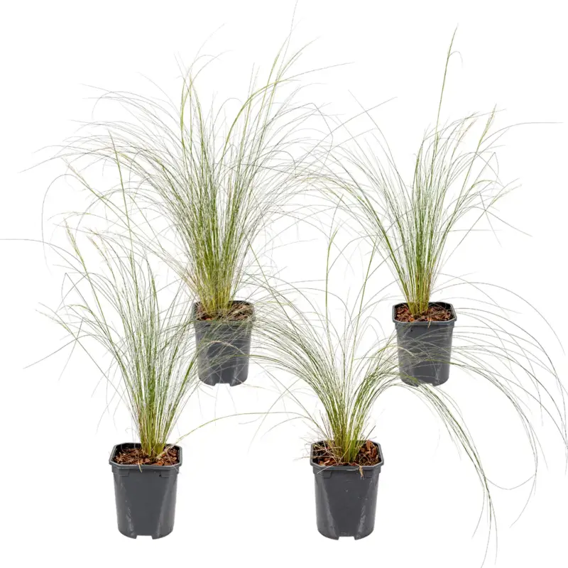 Authentiek Set Van 4 - Stipa Tenuissima Ponytails - Vedergras - Siergras - Hoogte 20-30 Cm - Pot 13 Cm