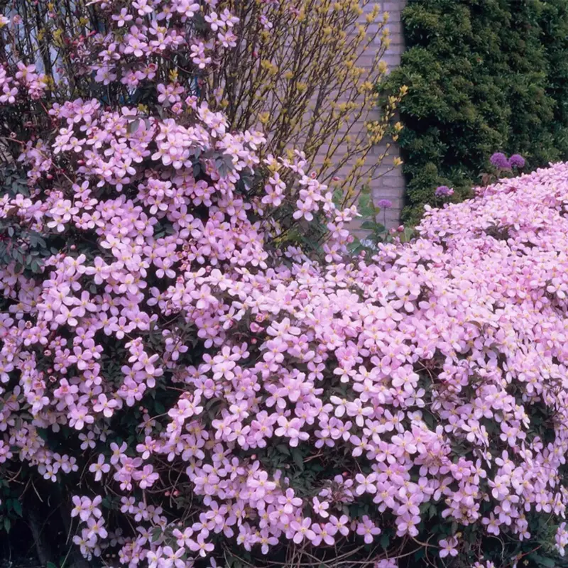 Aanbieding Clematis Montana Rubens - Bosrank - Lichtroze - Klimplanten - 50-70 Cm Hoog - Pot 15 Cm