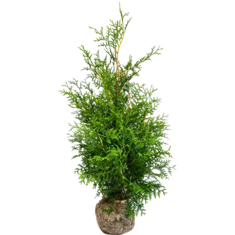 Authentiek Thuja Brabant - Thuja Occidentalis Brabant - Met Kluit - 125-150 Cm