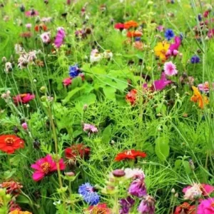 Topkwaliteit Festival (100 gram)