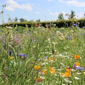 Tijdelijk Beschikbaar Romantic veldbloemen 2 (1 kg)