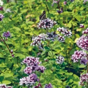 Bestseller Butterfly (100 gram)