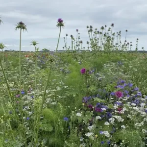 Bulkbestelling Bumble Bee (500 gram)