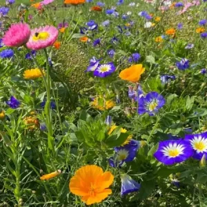 Summer Flower (500 gram) Flitsaanbieding