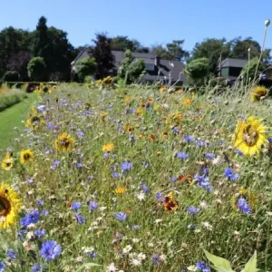 Beperkt Aanbod Sunflower (1 kg)