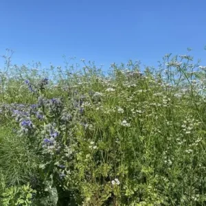 Aanbieding Tuinkruiden (1 kg)