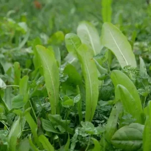 Cichorei (bladtype) (1 kg) Merkproduct