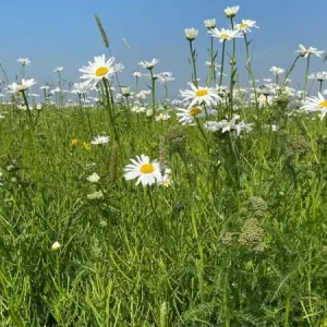 Topkwaliteit Stroomdalflora (100 gram)