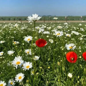 Tijdelijk Beschikbaar Kruidenweide 5 Allround Laag (500 gram)