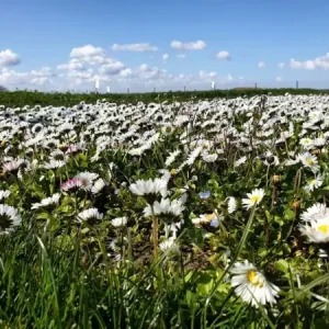 Bestel Nu Bodembedekker (500 gram)