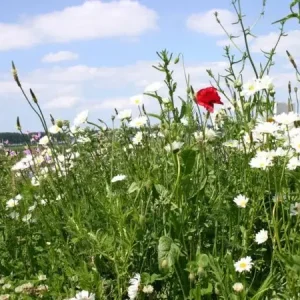 Veilige Betaling Boerenweide (500 gram)