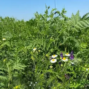 Authentiek Bosrand (500 gram)