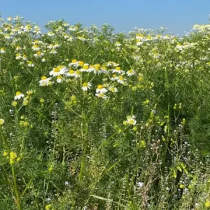 Trendy Staygreen 10 Schaduw (100 gram)