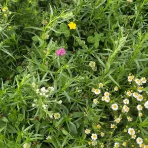 Uitverkoop Kruidenweide 3 Vochtige gronden (500 gram)