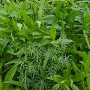 Actieprijs Vital Earth Complex (20 kg)