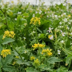 Vital Earth Reductie zomer (20 kg) Direct Verzonden