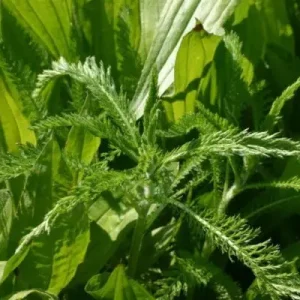 Trendy Kruidenmix Top Cheval (1 kg)